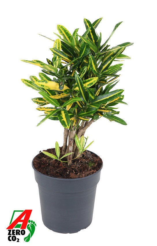 
                  
                    Croton Codiaeum variegatum ‘Sunny Star’ ramifié en pot de culture, format 50 cm
                  
                
