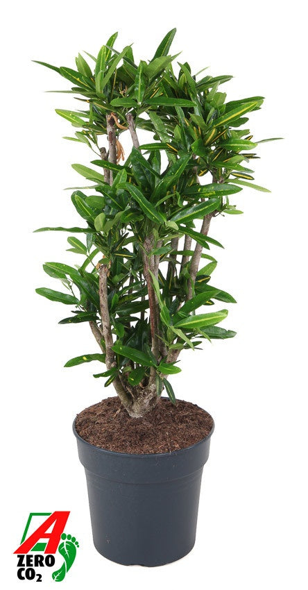 Croton Codiaeum variegatum Sunny Star ramifié de 90 cm, pot de culture de 27 cm