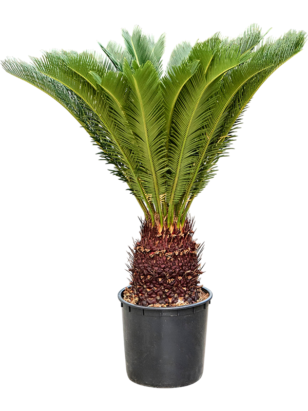 
                  
                    Cycas revoluta de 110 cm sur tronc, couronne de feuilles vertes et pot de culture 45 cm, sur fond blanc
                  
                