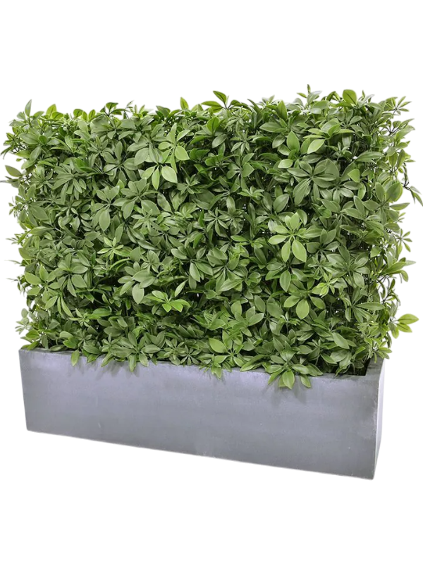 
                  
                    Haie de schefflera Artificielle
                  
                