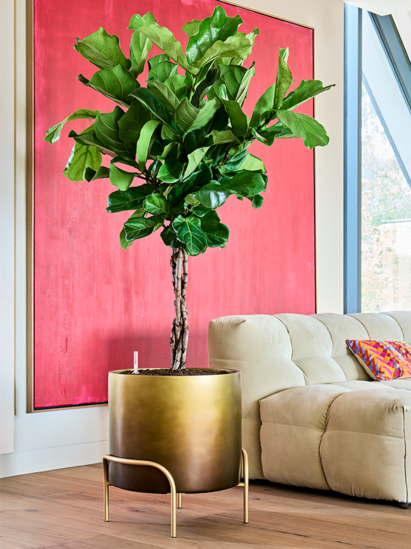 
                  
                    Pot Baq Gradient elevated + pied
                  
                