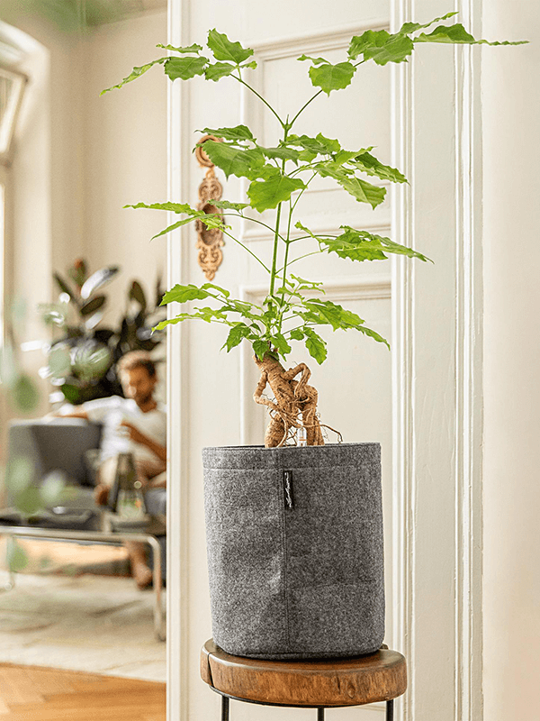 
                  
                    Pot Lechuza Trendcover 32
                  
                