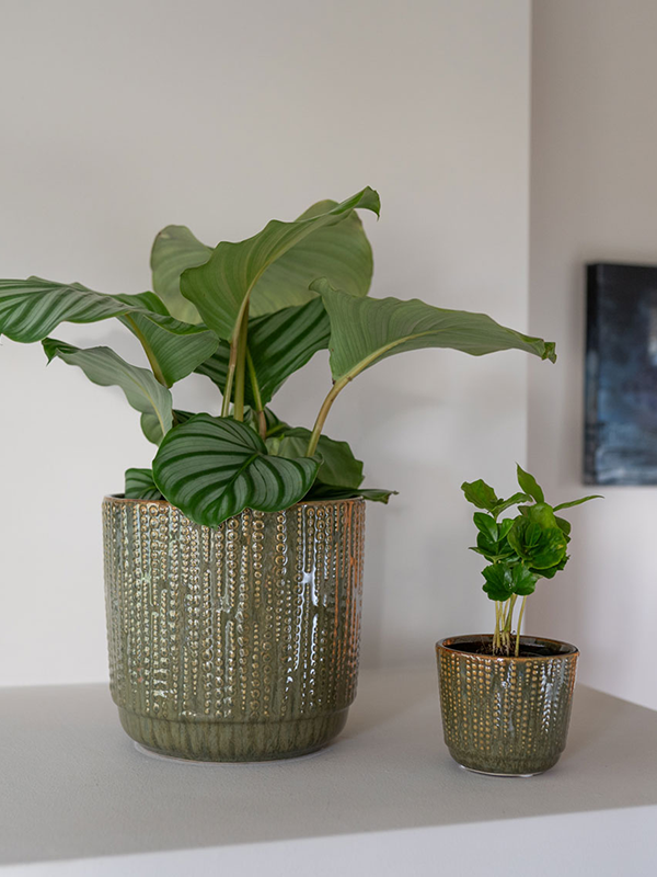 
                  
                    Pot Forest Cille
                  
                