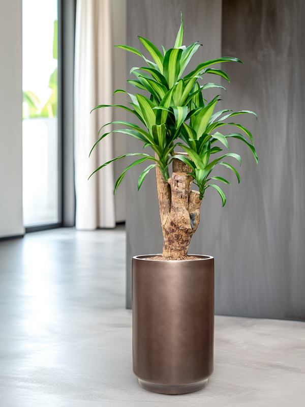 
                  
                    Pot Baq gradient cilinder
                  
                