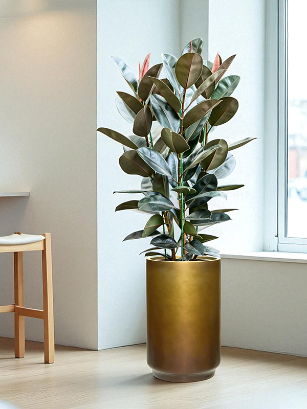 
                  
                    Pot Baq gradient cilinder
                  
                