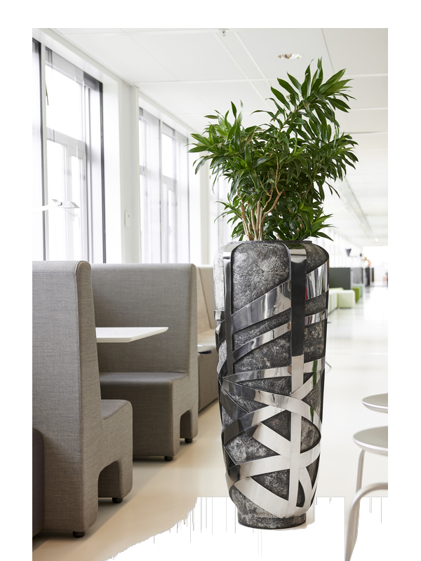 
                  
                    Pot Luzon plantinum
                  
                