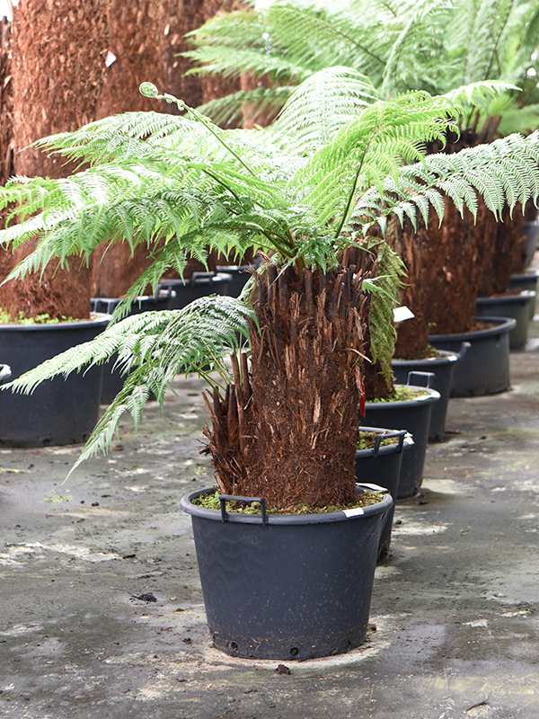 
                  
                    Dicksonia antarctica de 170 cm, plusieurs troncs dans un même pot, en pot de culture de 50 cm de diamètre.
                  
                