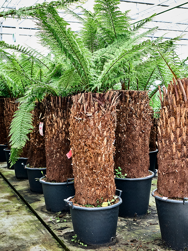 
                  
                    Dicksonia antarctica de 220 cm, stipe de 90 cm, en pot de culture de 50 cm de diamètre.
                  
                