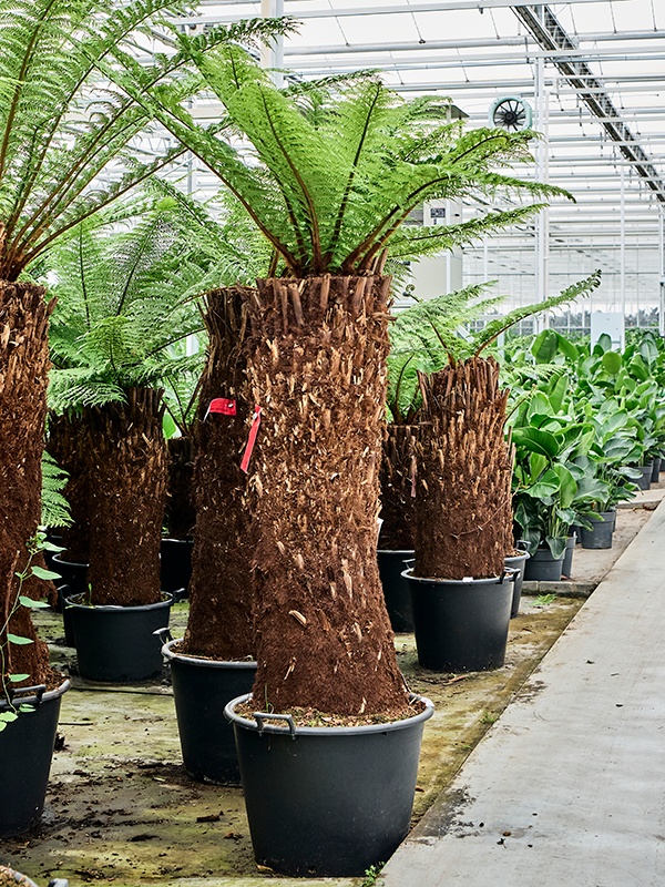 
                  
                    Dicksonia antarctica au premier plan, hauteur totale 270 cm, stipe de 120 cm et pot de culture de 65 cm de diamètre.
                  
                
