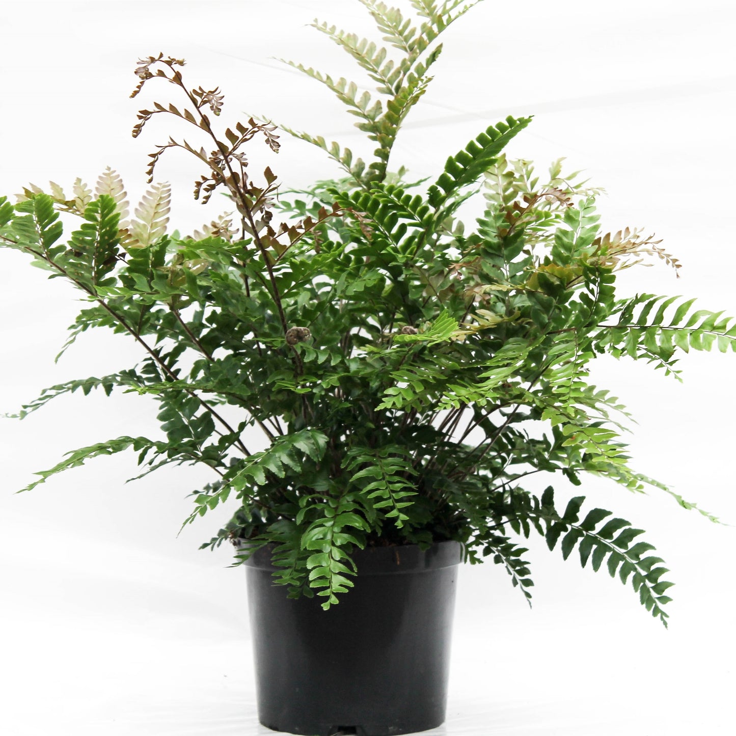 Didymochlaena truncatula de 60 cm, frondes vertes finement divisées, pot de culture de 24 cm