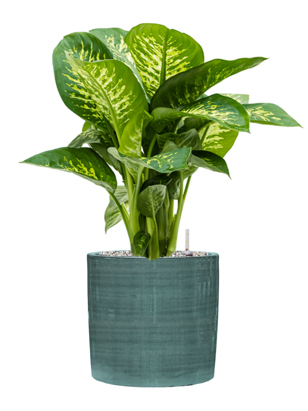 Dieffenbachia seguine Reeva en pot Plain Striped Aqua, composition prête à installer