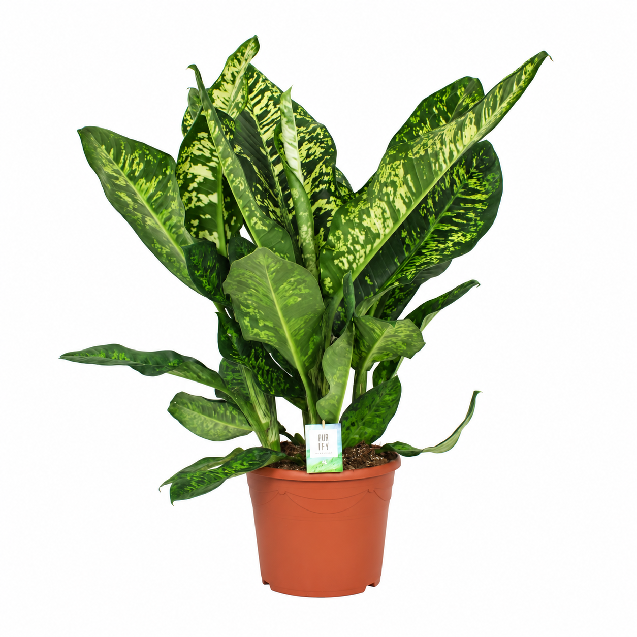Dieffenbachia seguine 'Crown' 110 cm, pot de culture 35 cm, plante entière sur fond blanc