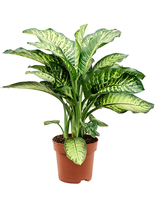 Dieffenbachia seguine Maroba de 60 cm, feuillage panaché vert et crème, pot de culture de 21 cm
