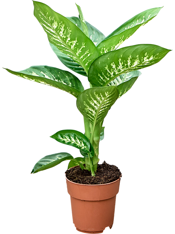 
                  
                    Dieffenbachia Tropic Snow de 70 cm, feuillage panaché crème et vert, pot de 19 cm
                  
                