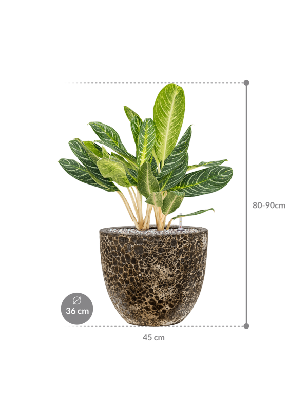 acheter aglaonema key lime Aglaonema Key Lime en pot Baq Lava