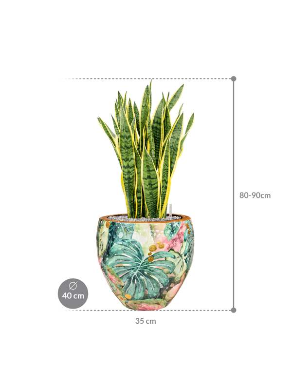 
                  
                    Sansevieria Laurentii en pot Thom Designed By Lammie
                  
                