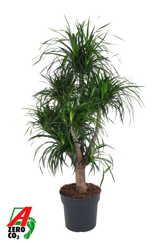 Dracaena Angustifolia, silhouette ramifiée, hauteur 160 cm, pot de culture de 34 cm