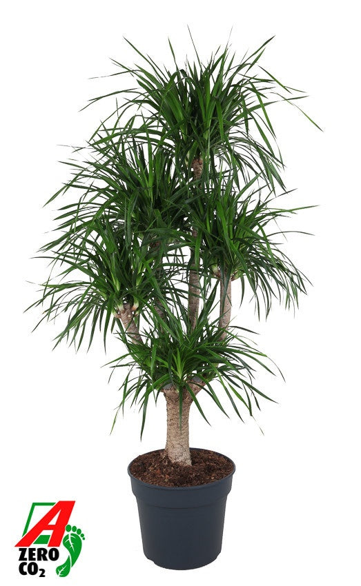 
                  
                    Dracaena Angustifolia, silhouette ramifiée, hauteur 200 cm, pot de culture de 40 cm
                  
                