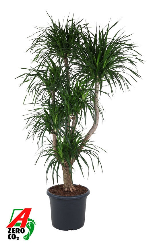 
                  
                    Dracaena Angustifolia, silhouette ramifiée, hauteur 210 cm, pot de culture de 48 cm
                  
                