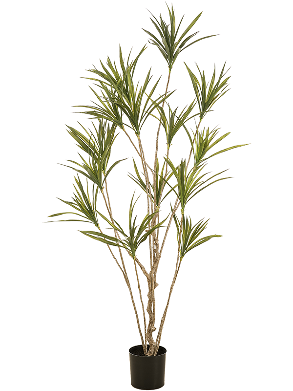 
                  
                    Dracaena artificiel ramifié 180 cm, feuillage vert élancé et pot de base noir
                  
                