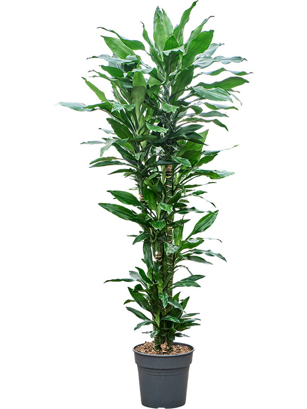 
                  
                    Dracaena fragrans Burundii ramifié, hauteur indicative 130 cm, pot de culture de 27 cm
                  
                