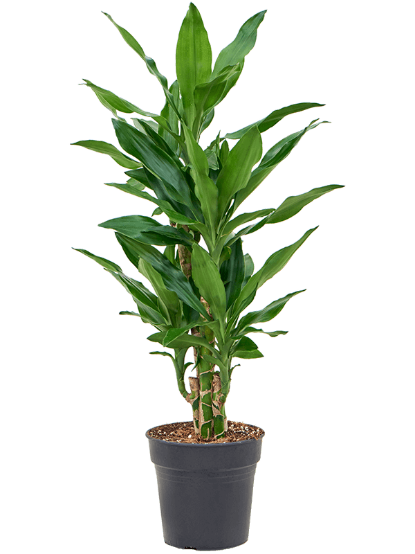 
                  
                    Dracaena fragrans Burundii ramifié, hauteur 90 cm, pot de culture de 19 cm
                  
                