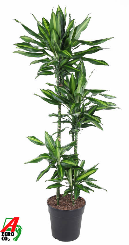 
                  
                    Dracaena fragrans Cintho de 170 cm, quatre tiges étagées, pot de 27 cm
                  
                