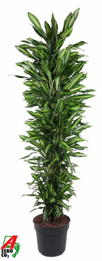 
                  
                    Dracaena fragrans Cintho ramifié de 230 cm en pot de 40 cm
                  
                