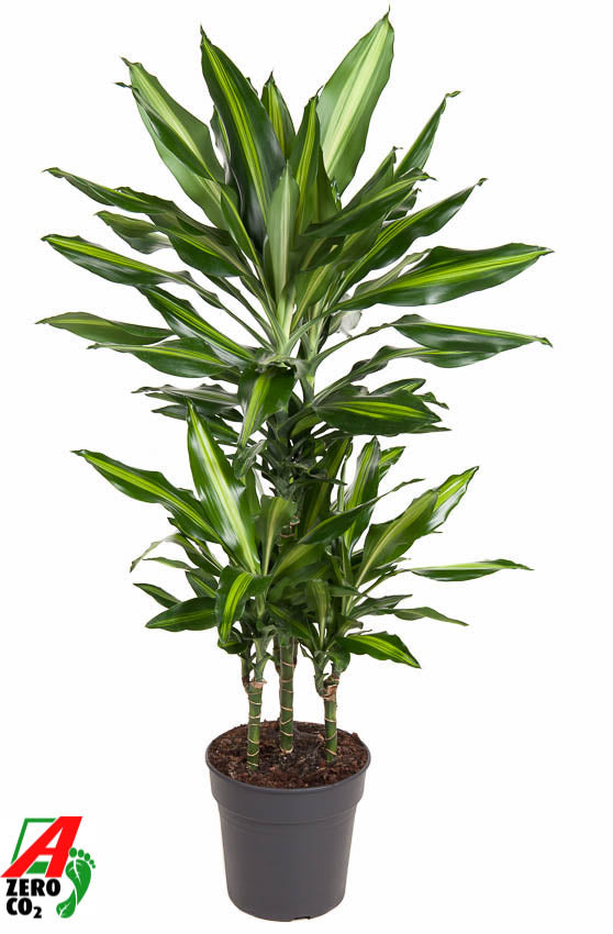 
                  
                    Dracaena fragrans Cintho en forme carrousel de 90 cm, pot de 21 cm
                  
                