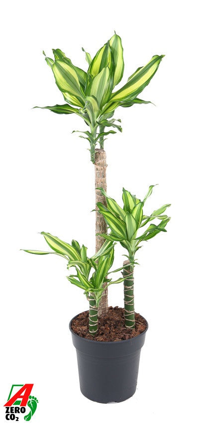 Dracaena fragrans Diamond Dream — hauteur 90 cm, pot de culture de 21 cm