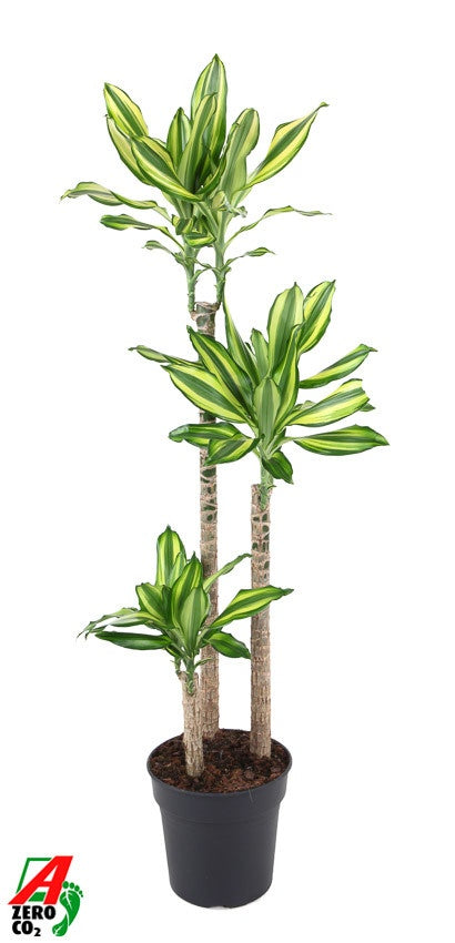 
                  
                    Dracaena fragrans Diamond Dream — hauteur 130 cm, pot de culture de 24 cm
                  
                