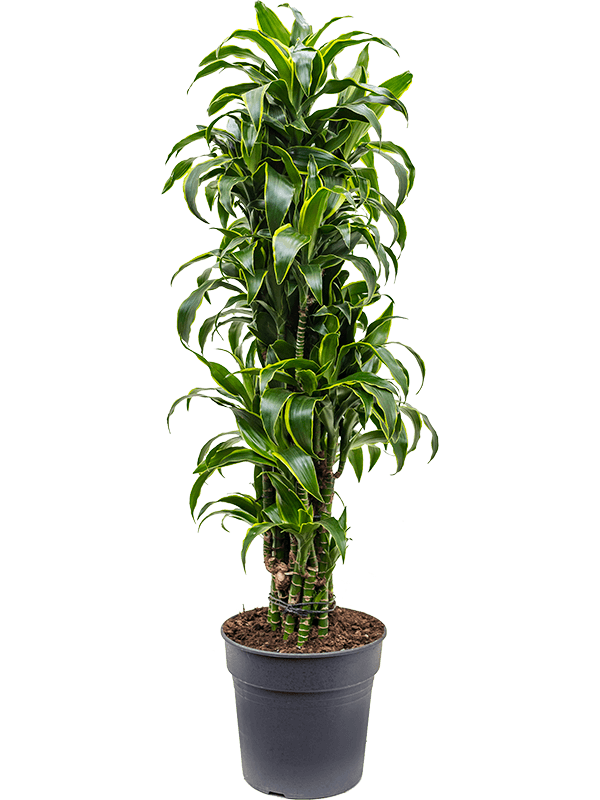 
                  
                    Dracaena fragrans Dorado ramifié, hauteur 130 cm, pot de culture de 30 cm
                  
                