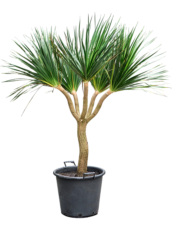
                  
                    Dracaena draco de 160 cm à tronc ramifié, pot de culture 55 cm, sur fond blanc
                  
                