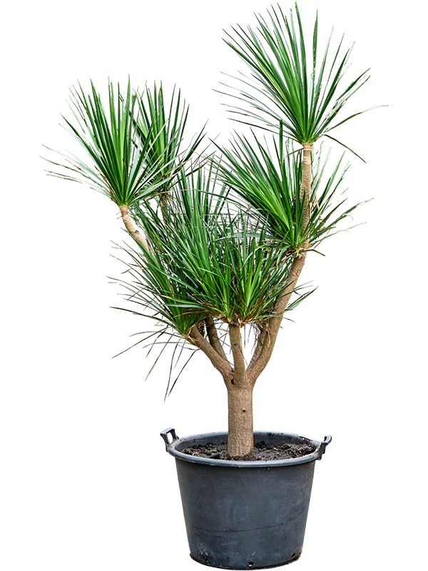 
                  
                    Dracaena draco ramifié, 180 cm, pot de culture 55 cm — NATURA
                  
                
