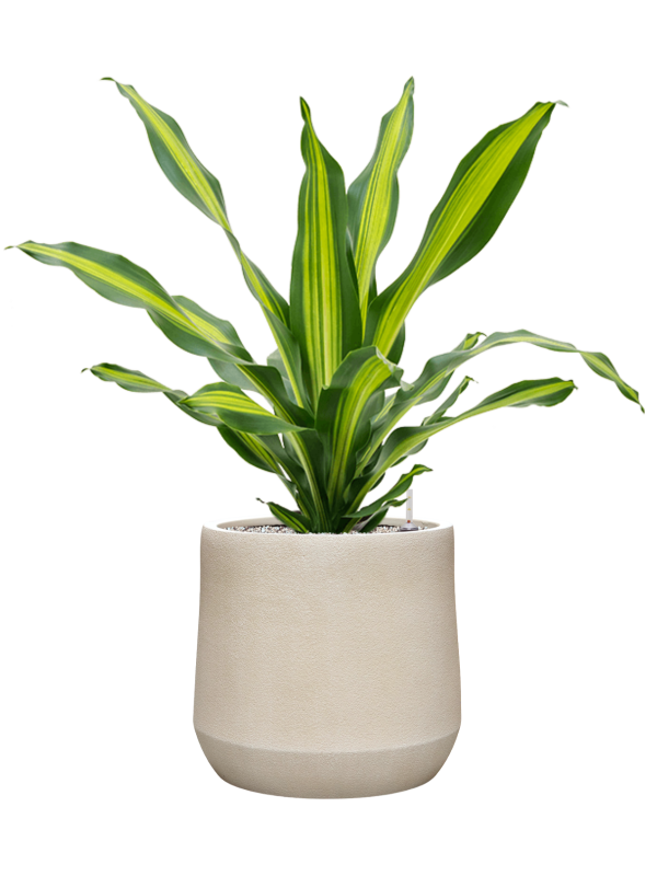 
                  
                    Dracaena fragrans Burley en pot Antwerp beige prêt à installer
                  
                