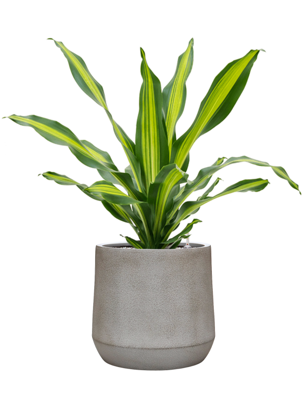 
                  
                    Dracaena fragrans Burley en pot Antwerp Grey Brown prêt à installer
                  
                