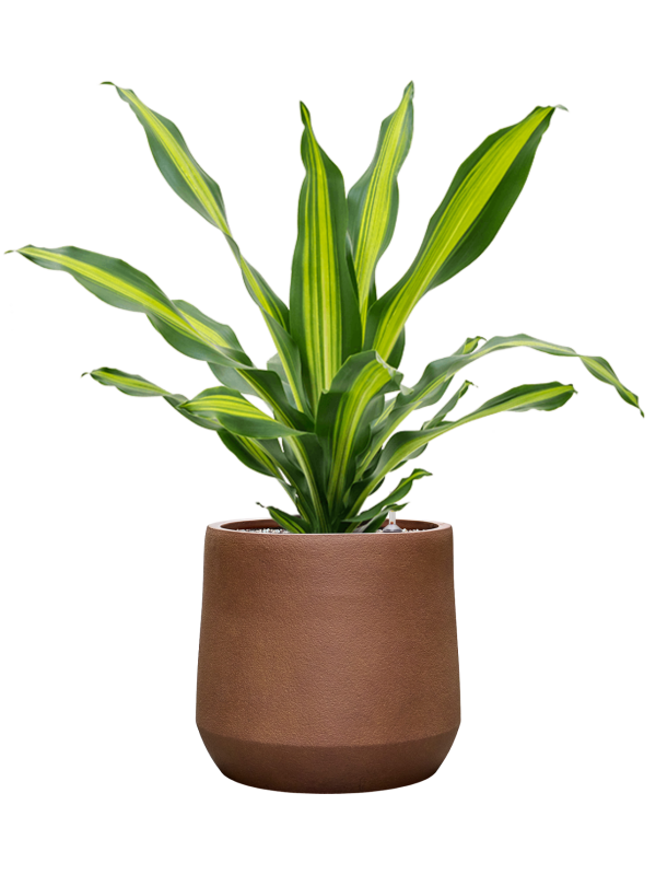 
                  
                    Dracaena fragrans Burley en pot Antwerp Rust prêt à installer
                  
                