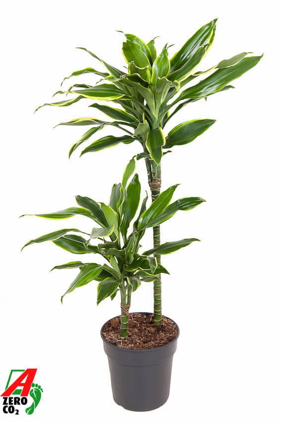 
                  
                    Dracaena fragrans Golden Coast à deux tiges de 100 cm en pot de 19 cm
                  
                