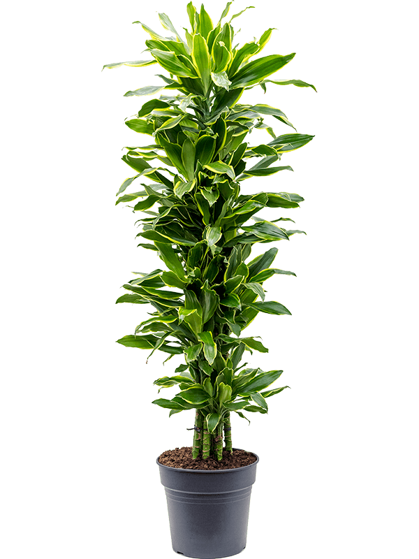 
                  
                    Dracaena fragrans ‘Golden Coast’ ramifié, hauteur 140 cm, cultivé en terreau
                  
                