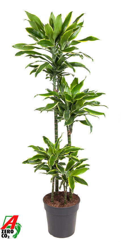 
                  
                    Dracaena fragrans Golden Coast à quatre tiges, hauteur 140 cm en pot de culture de 27 cm
                  
                