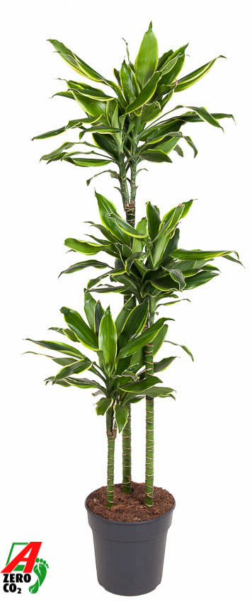 
                  
                    Dracaena fragrans Golden Coast, trois tiges, hauteur 150 cm en pot de culture de 24 cm
                  
                