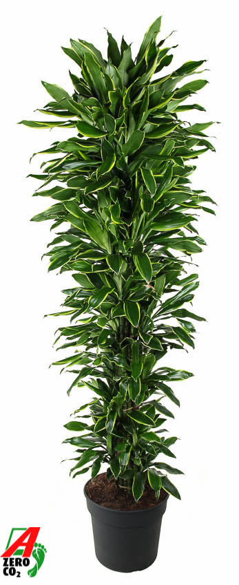 
                  
                    Dracaena fragrans Golden Coast ramifié de 230 cm en pot de 40 cm
                  
                