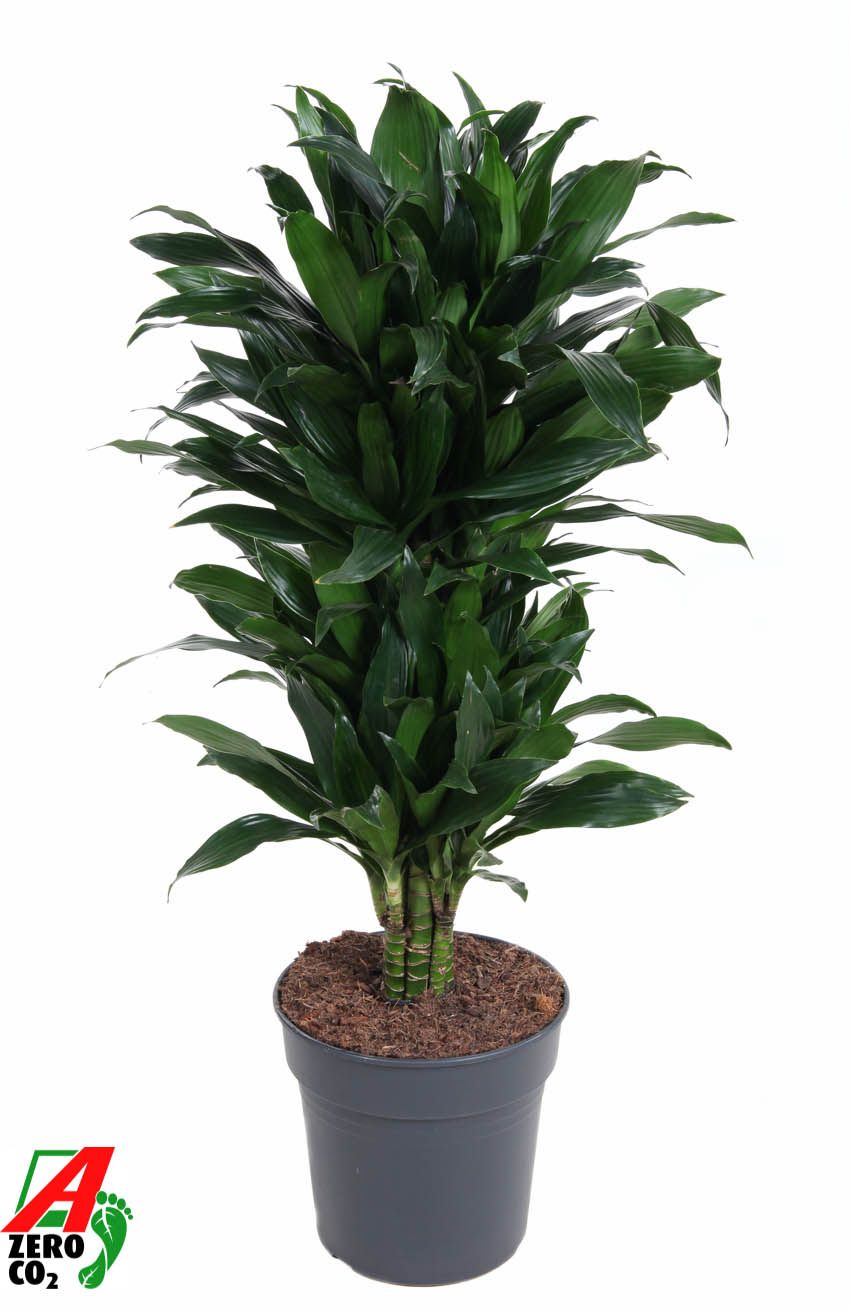Dracaena fragrans Green Jewel ramifié, hauteur 110 cm en pot de culture de 27 cm
