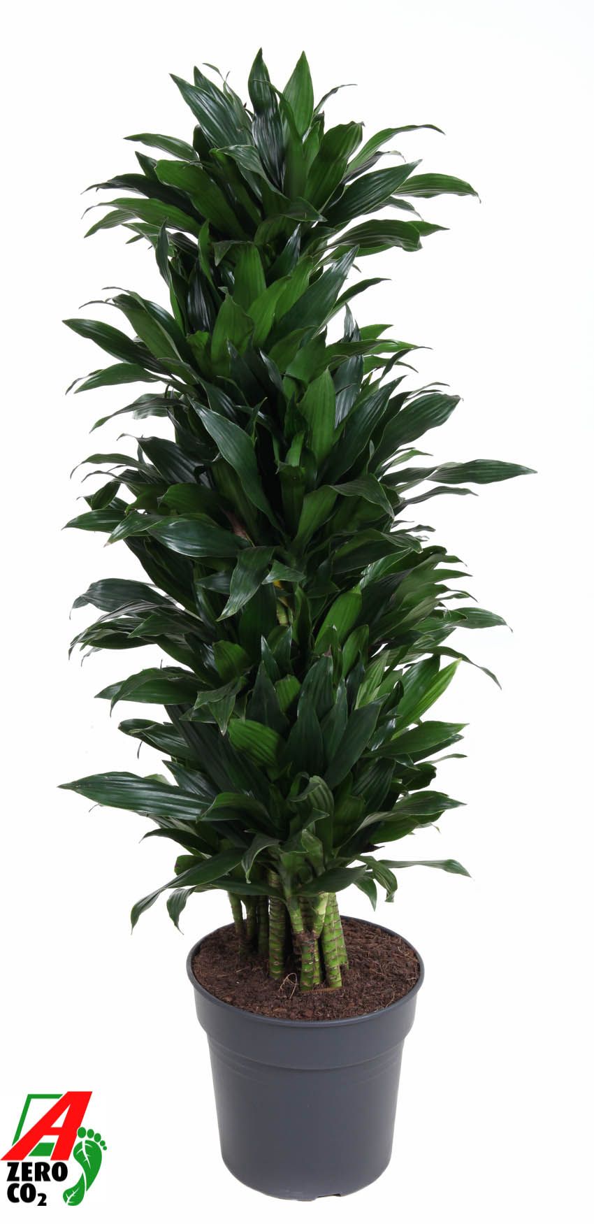 
                  
                    Dracaena fragrans Green Jewel ramifié, hauteur 150 cm en pot de culture de 31 cm
                  
                