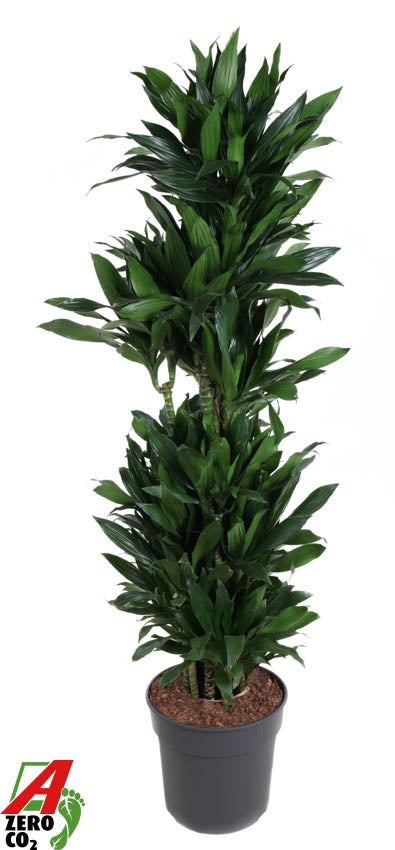 
                  
                    Dracaena fragrans Green Jewel ramifié, hauteur 170 cm en pot de culture de 34 cm
                  
                