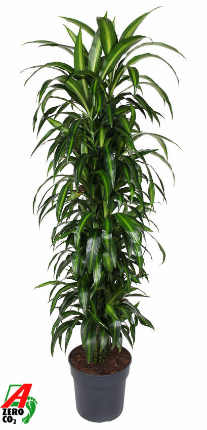 
                  
                    Dracaena Hawaiian Sunshine ramifié de 180 cm dans son pot de culture
                  
                