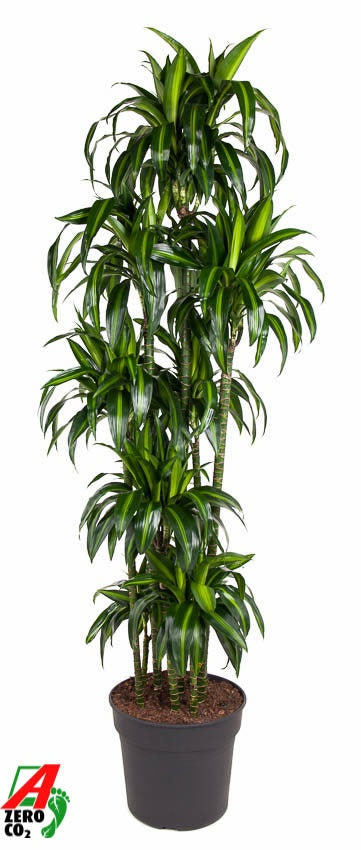 
                  
                    Dracaena Hawaiian Sunshine de 200 cm, feuillage panaché en couronnes sur plusieurs troncs
                  
                