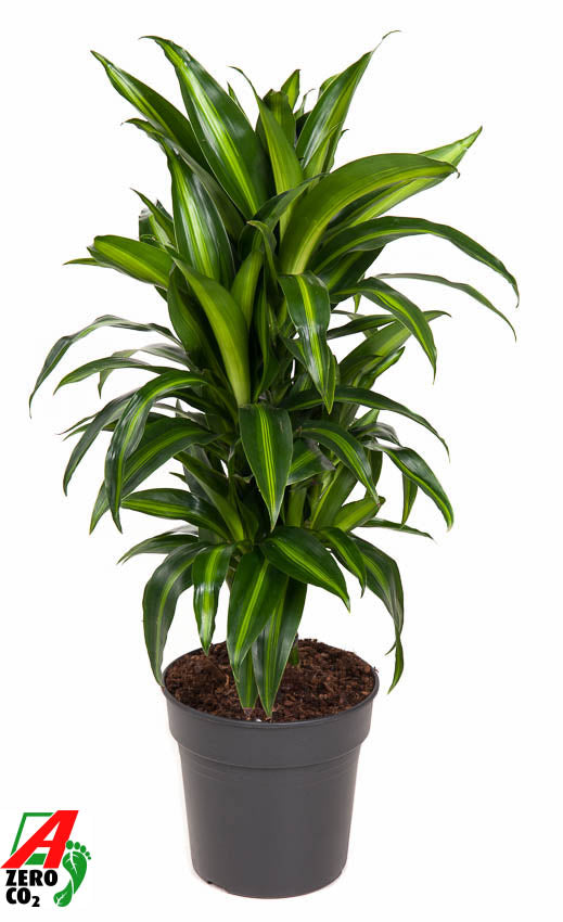 
                  
                    Dracaena Hawaiian Sunshine de 90 cm, feuilles vertes rayées de jaune, pot de culture
                  
                