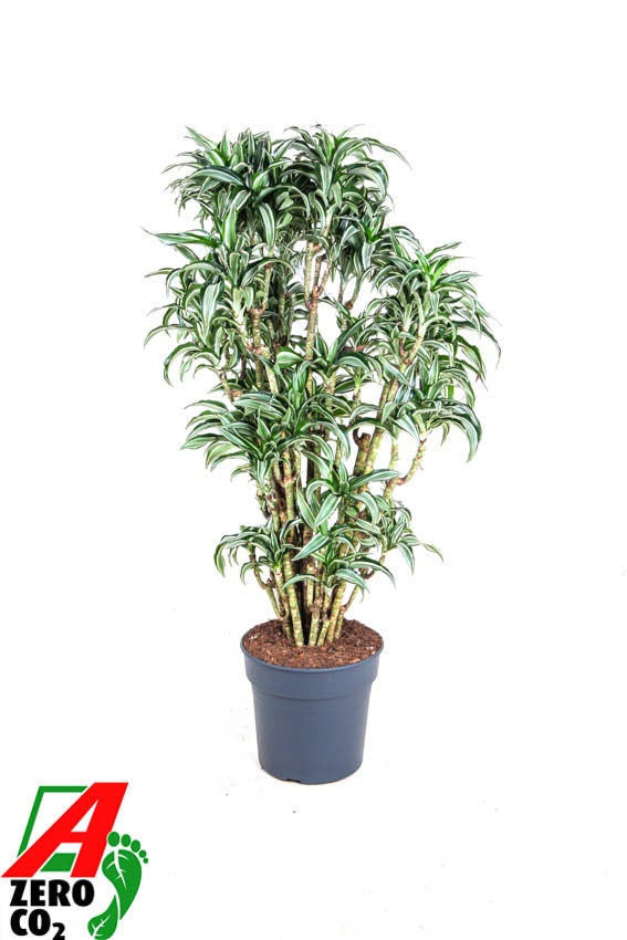 Dracaena fragrans Jade Jewel ramifié, hauteur 140 cm en pot de culture de 31 cm