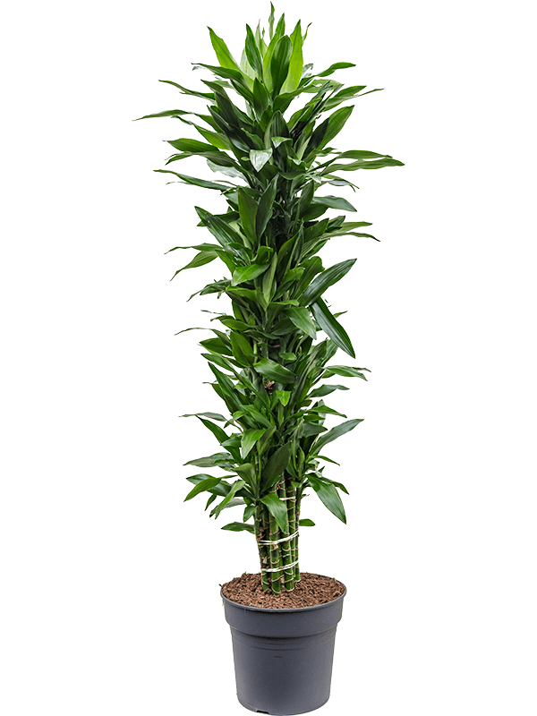 
                  
                    Dracaena fragrans Janet Lind ramifié — référence 4DRJLVT05
                  
                